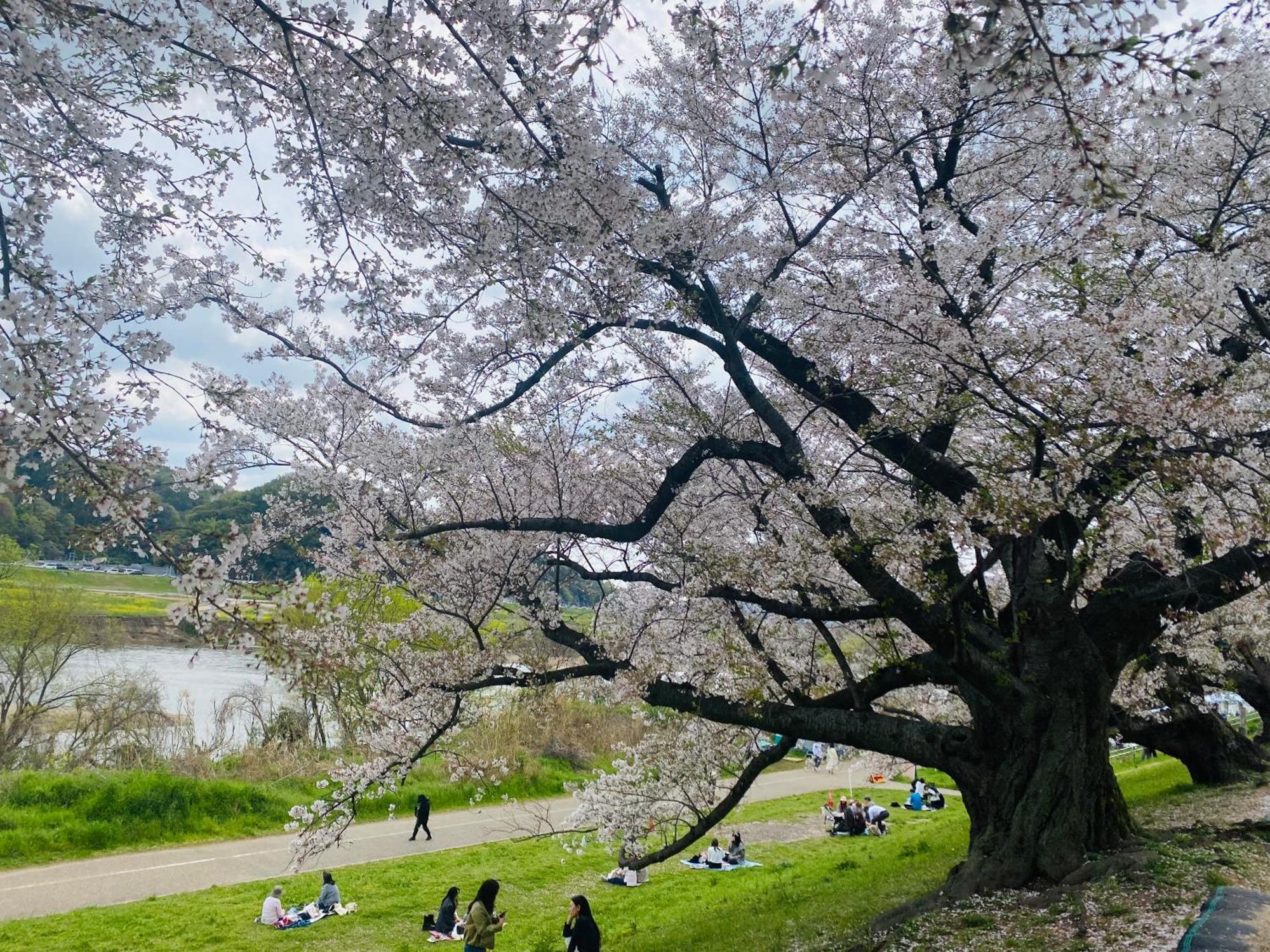 大阪民宿梅田淀川花a套 *
